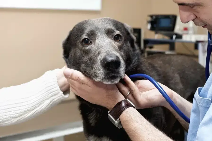 perro anciano y cuidados envejecimiento