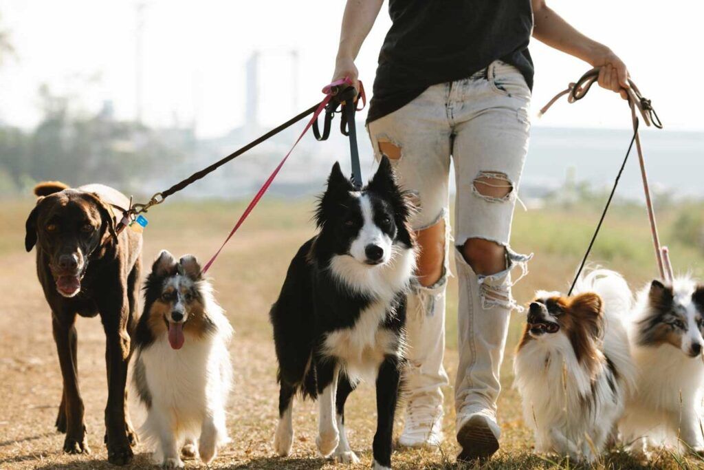 perros disfrutando paseos y cuidados