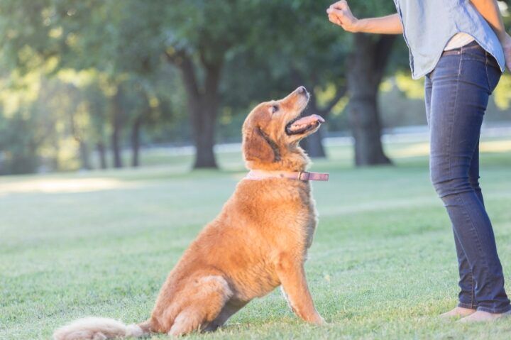 perros siendo adiestrados correctamente