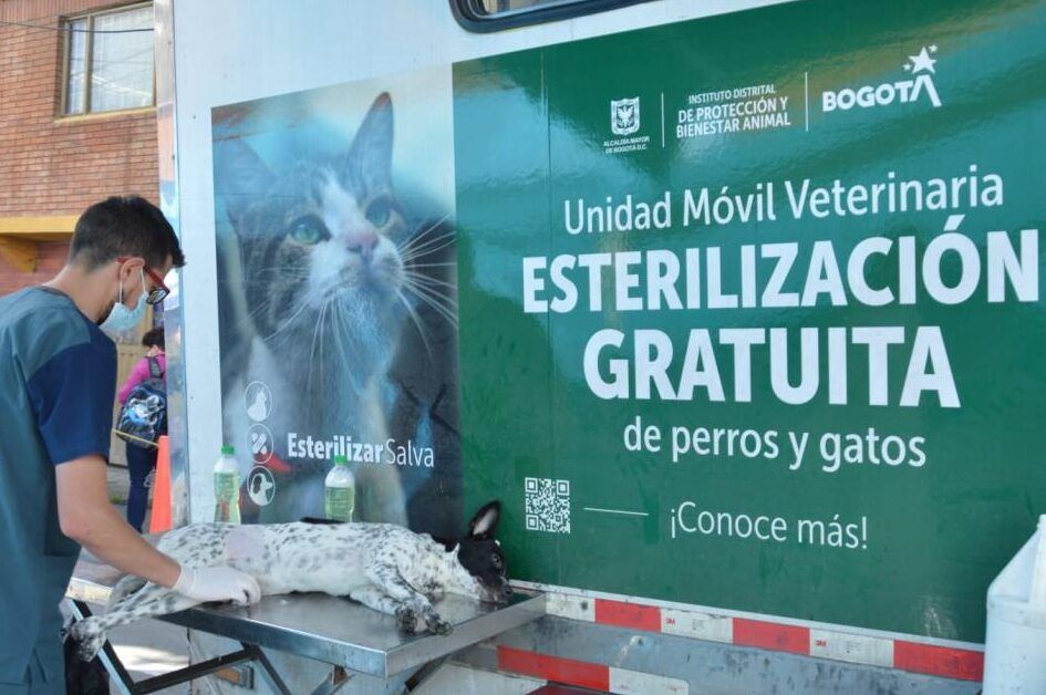 programas de castracion para animales