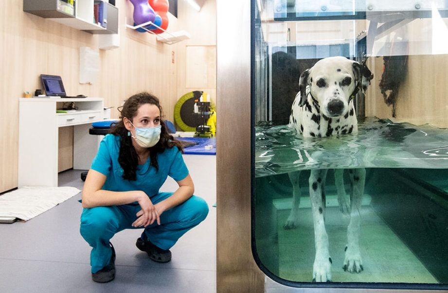 rehabilitacion animal en centros especializados
