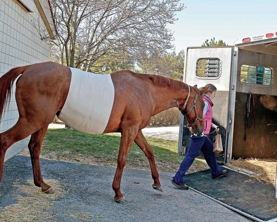 rehabilitacion equina y cuidados veterinarios