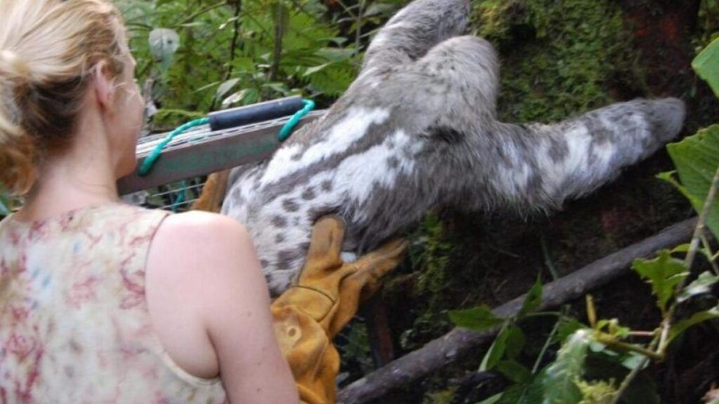 rescate de especies vulnerables