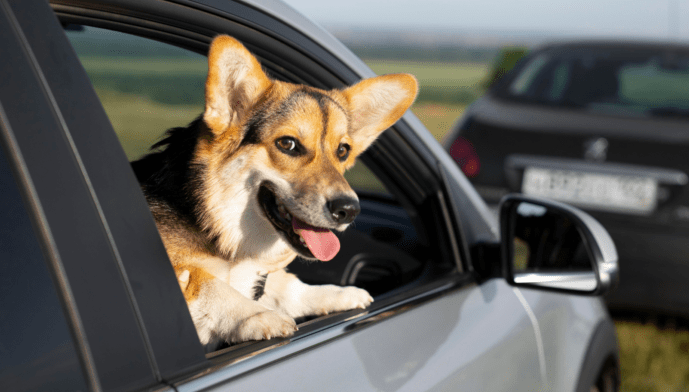 viajar tranquilo con tu mascota